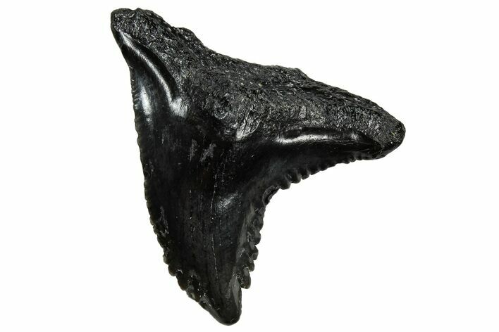 Snaggletooth Shark (Hemipristis) Tooth - South Carolina #302016